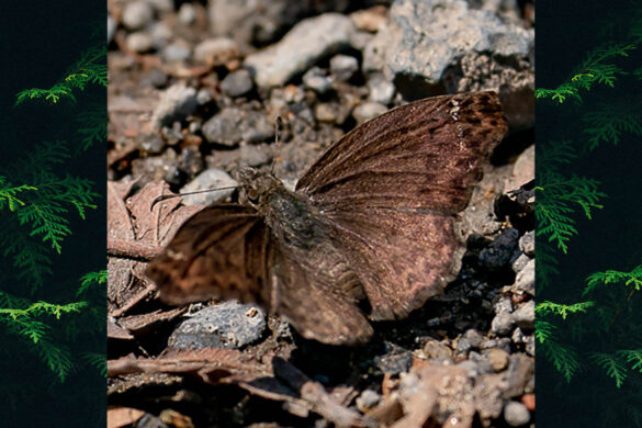 Anisochoria sublimbata