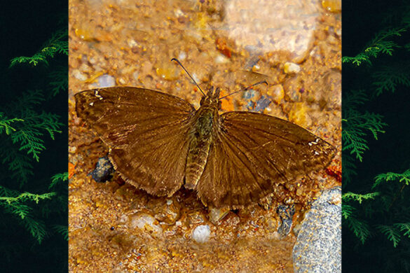 Anisochoria superior