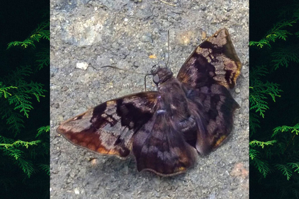 Antigonus nearchus