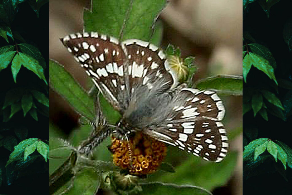 Burnsius orcynoides