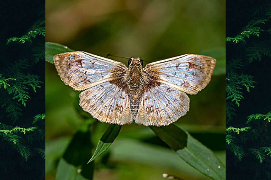 Canesia pallida