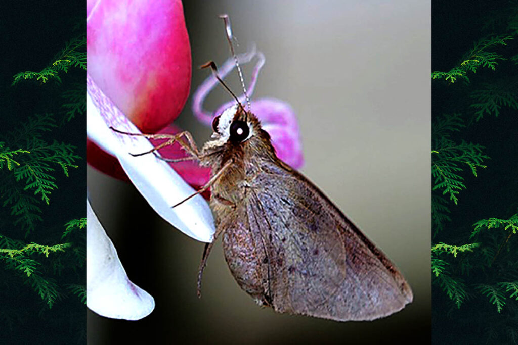 Carystoides basoches