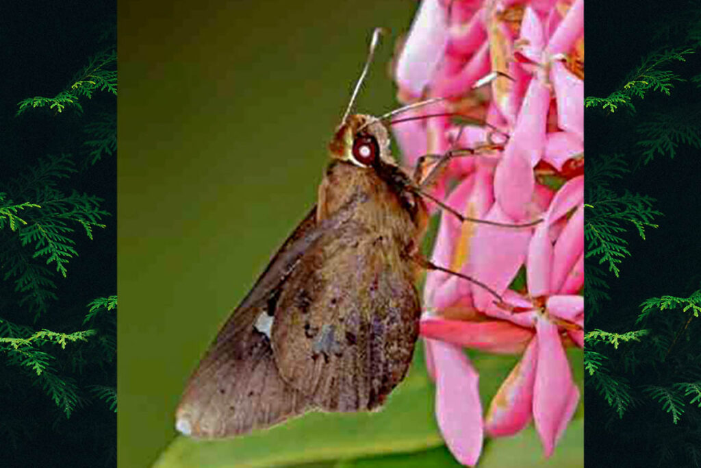 Carystoides yenna