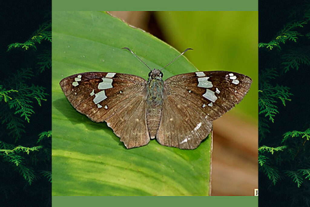 Celaenorrhinus similis