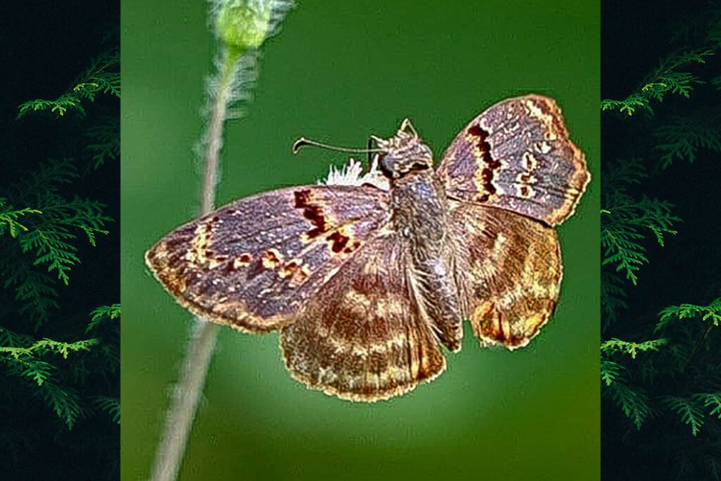 Chiomara mithrax