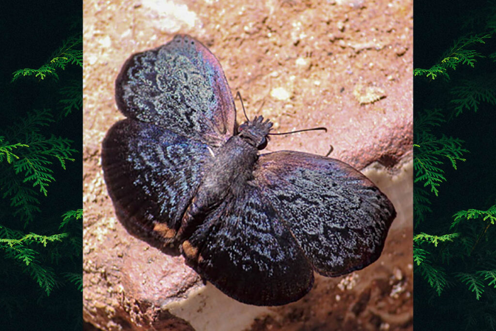 Cycloglypha enega