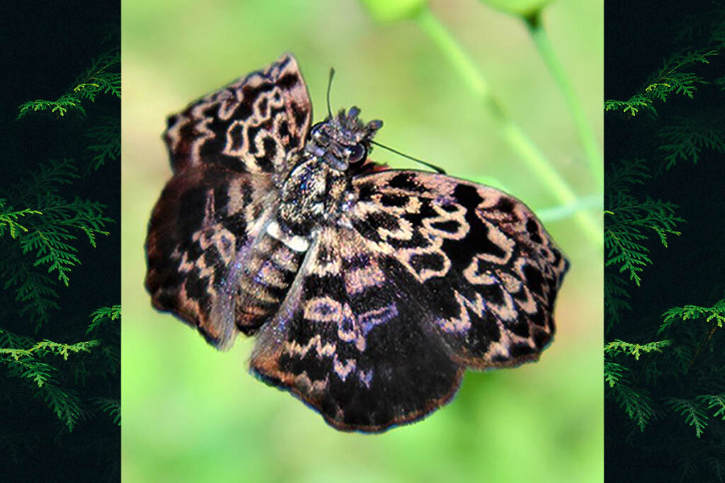 Cycloglypha thrasibulus