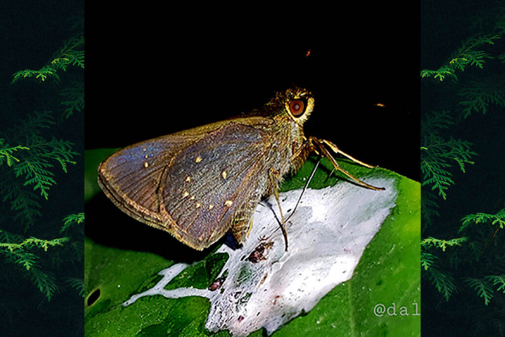 Cymaenes perloides
