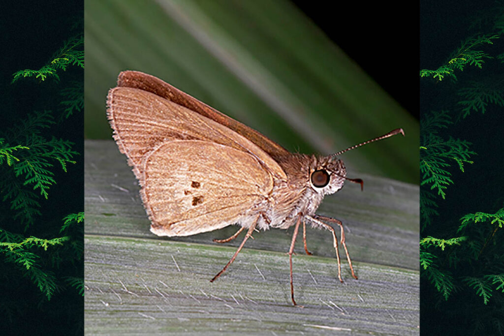 Cymaenes tripunctata