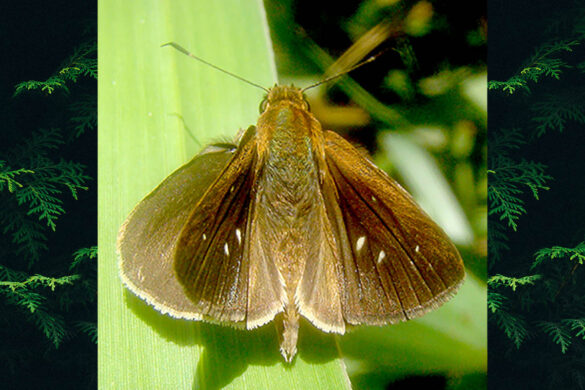 Cymaenes tripunctus theogenis