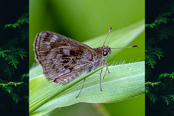 Cymaenes uruba uruba