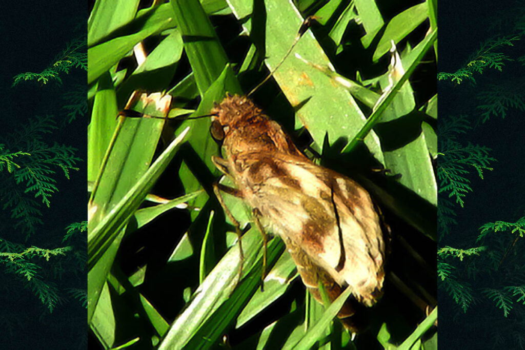 Cynea irma