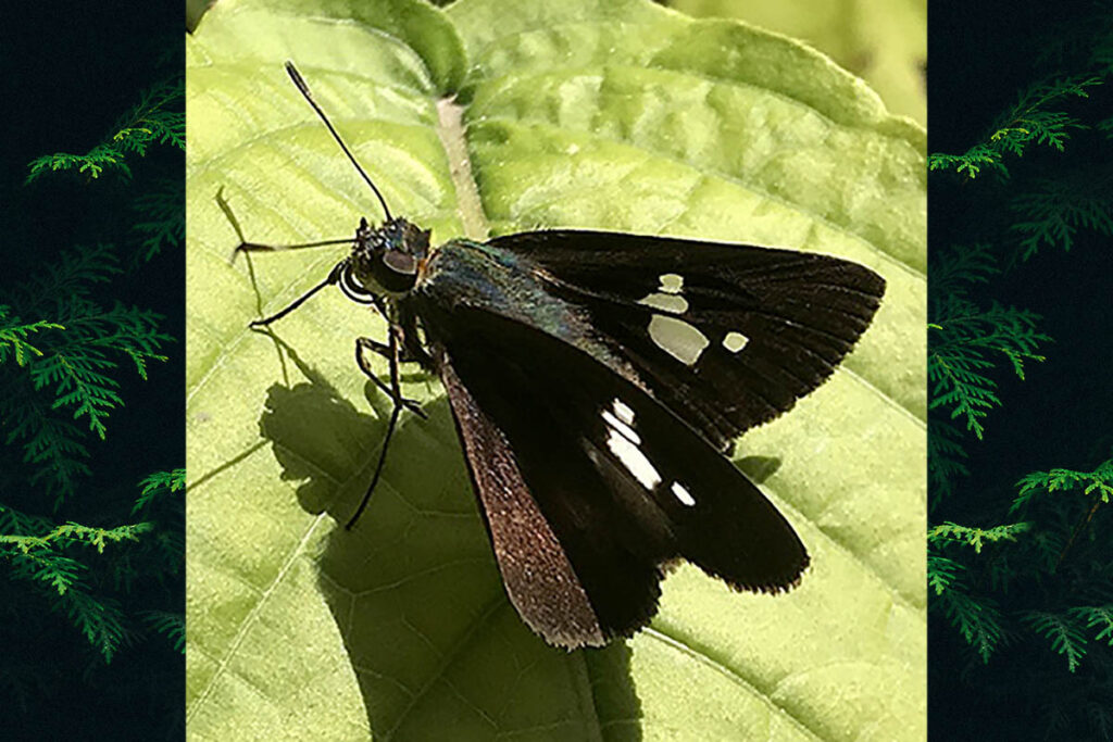 Cynea trimaculata