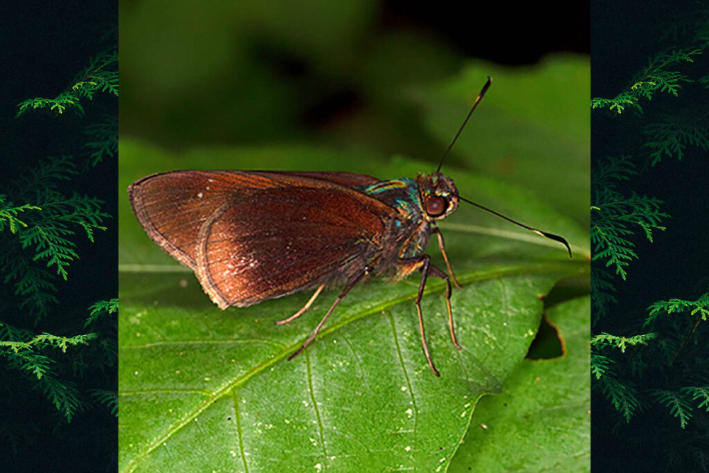 Eutychide olympia