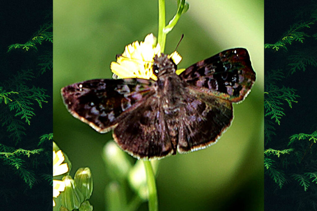Gorgythion plautia