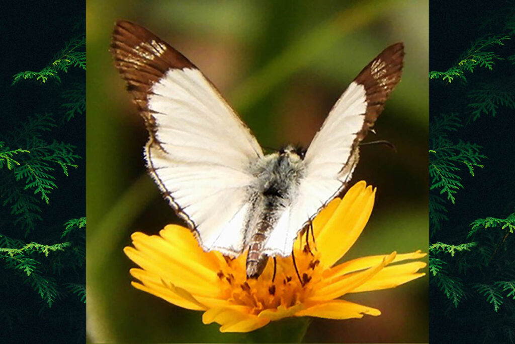 Heliopetes alana