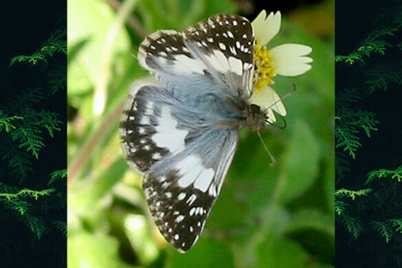 Heliopetes domicella domicella
