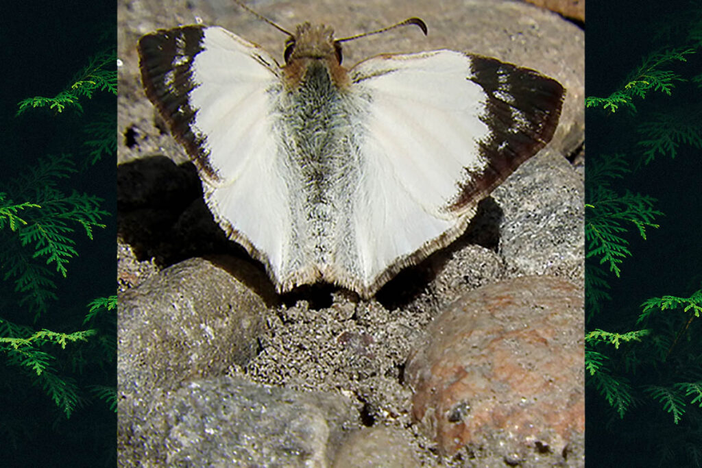 Heliopetes laviana laviana