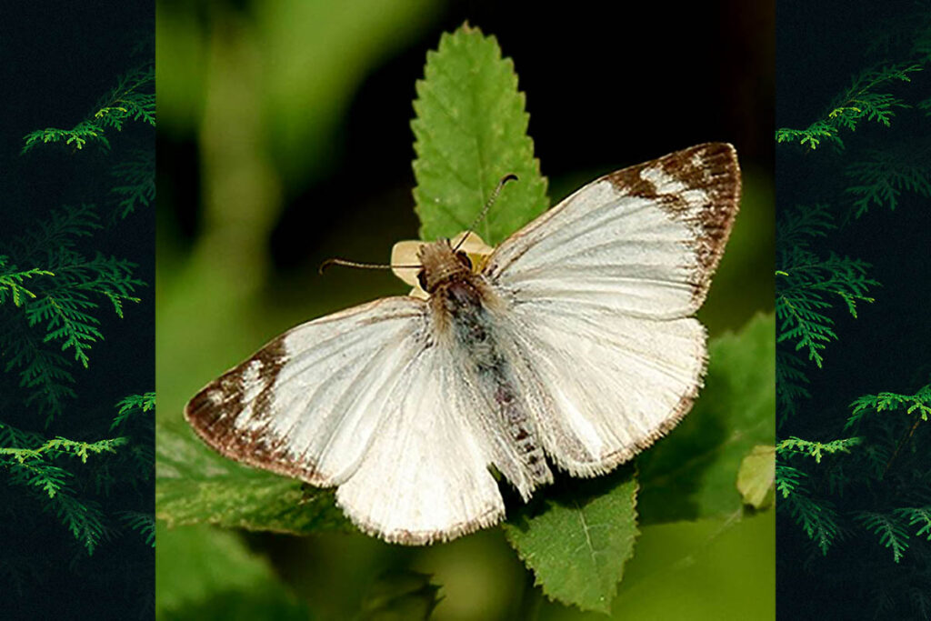 Heliopetes libra