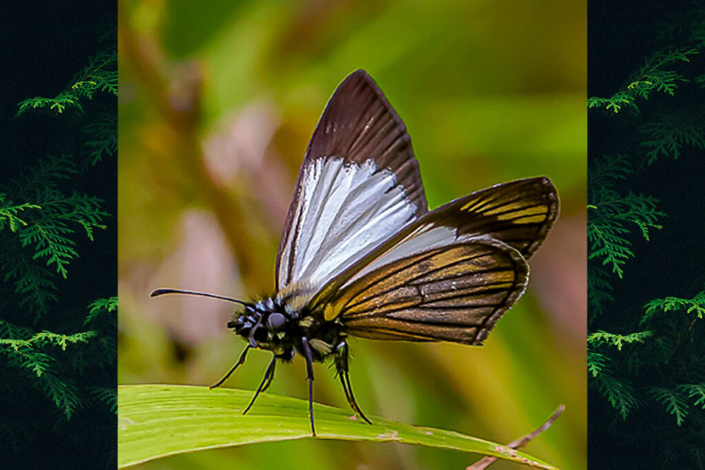 Heliopetes ochroleuca