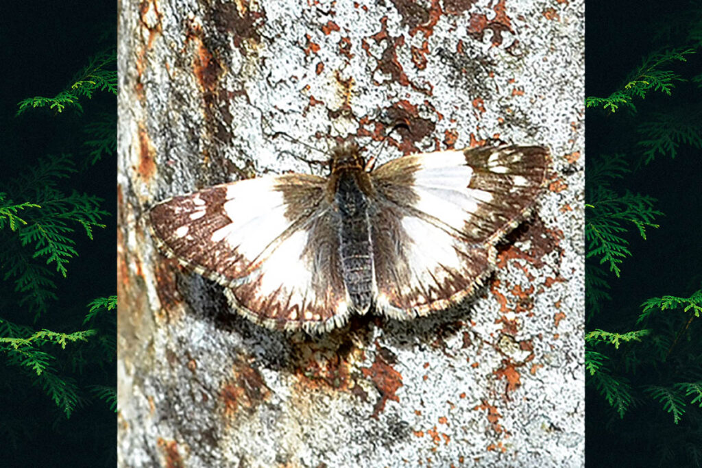 Heliopetes omrina