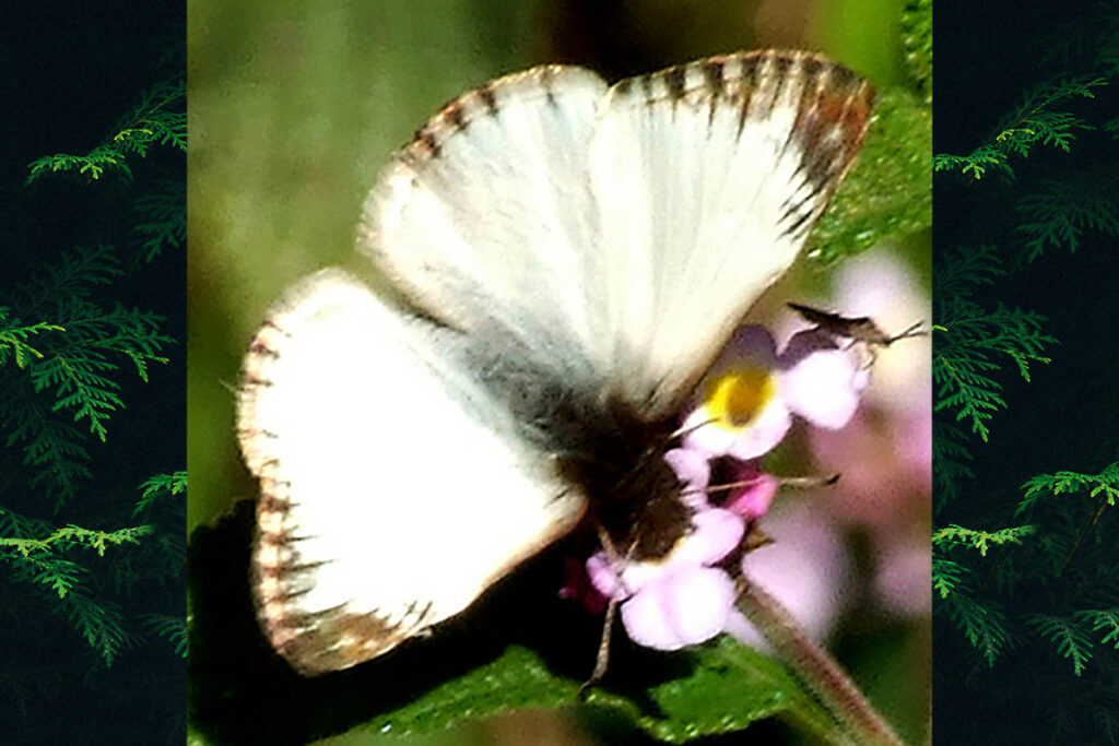 Heliopetes orbigera