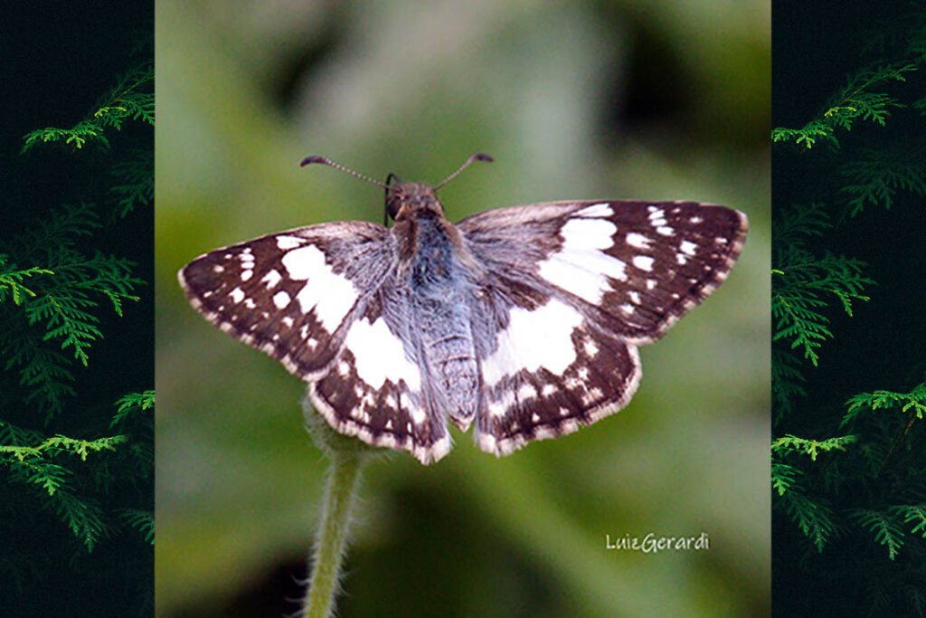 Heliopetes willi