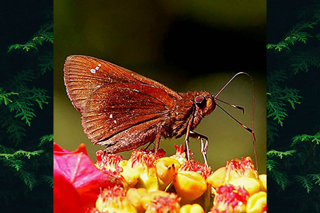 Justinia papaea
