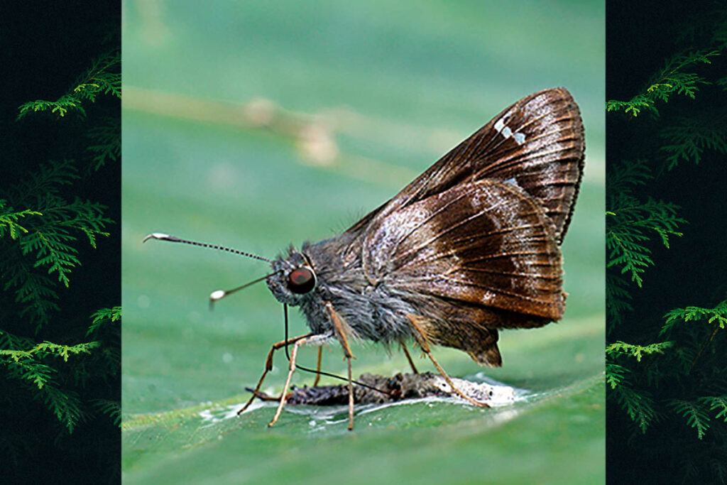 Lamponia elegantula