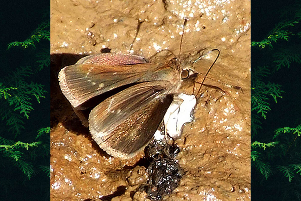 Lerodea xenos