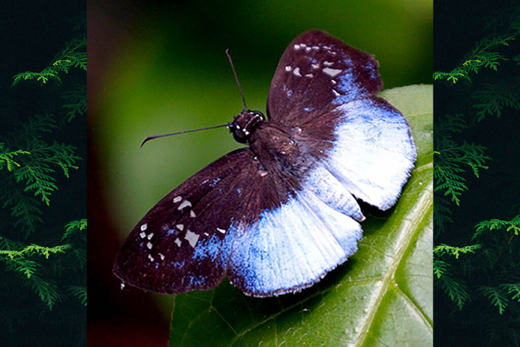 Livida grandis