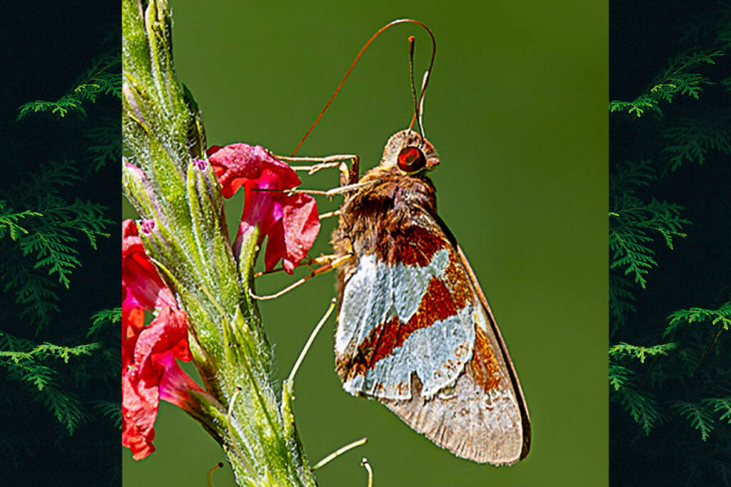 Lycas devanes