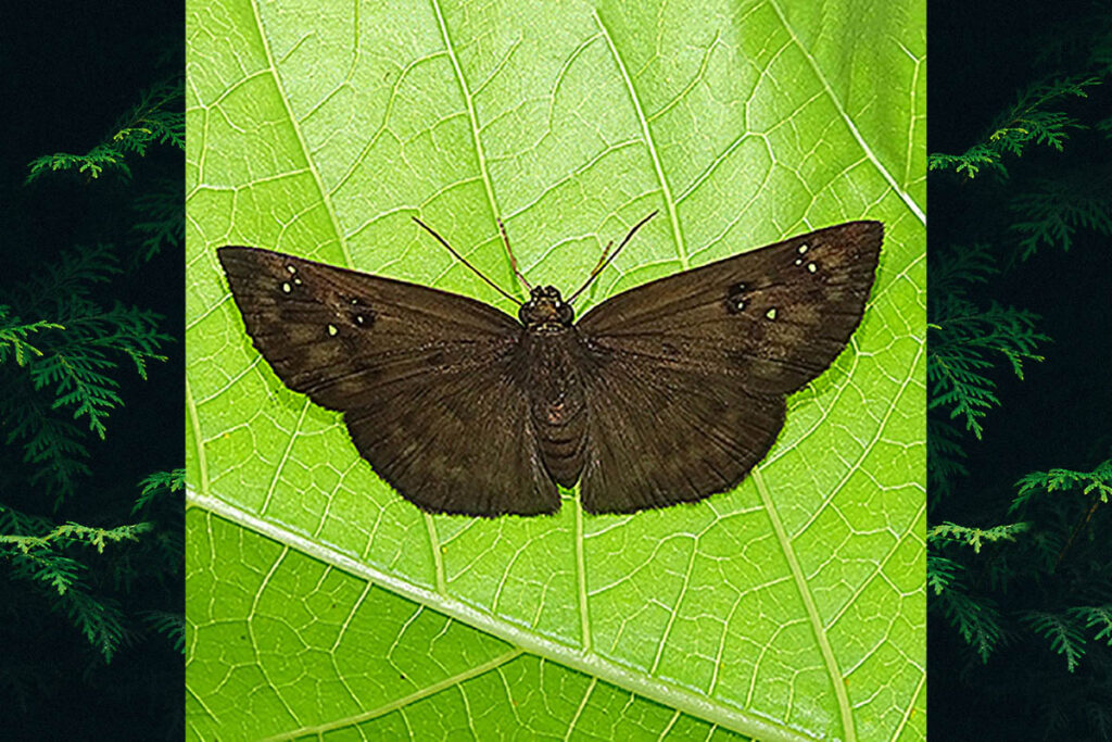 Morvina fissimacula fissimacula
