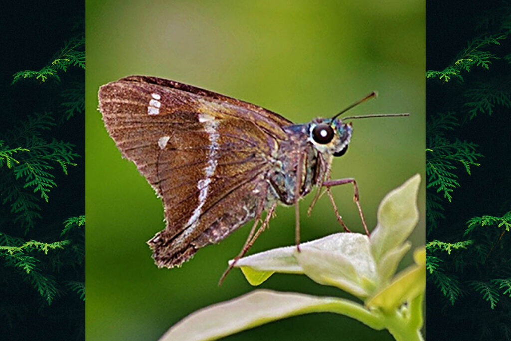Niconiades xanthaphes
