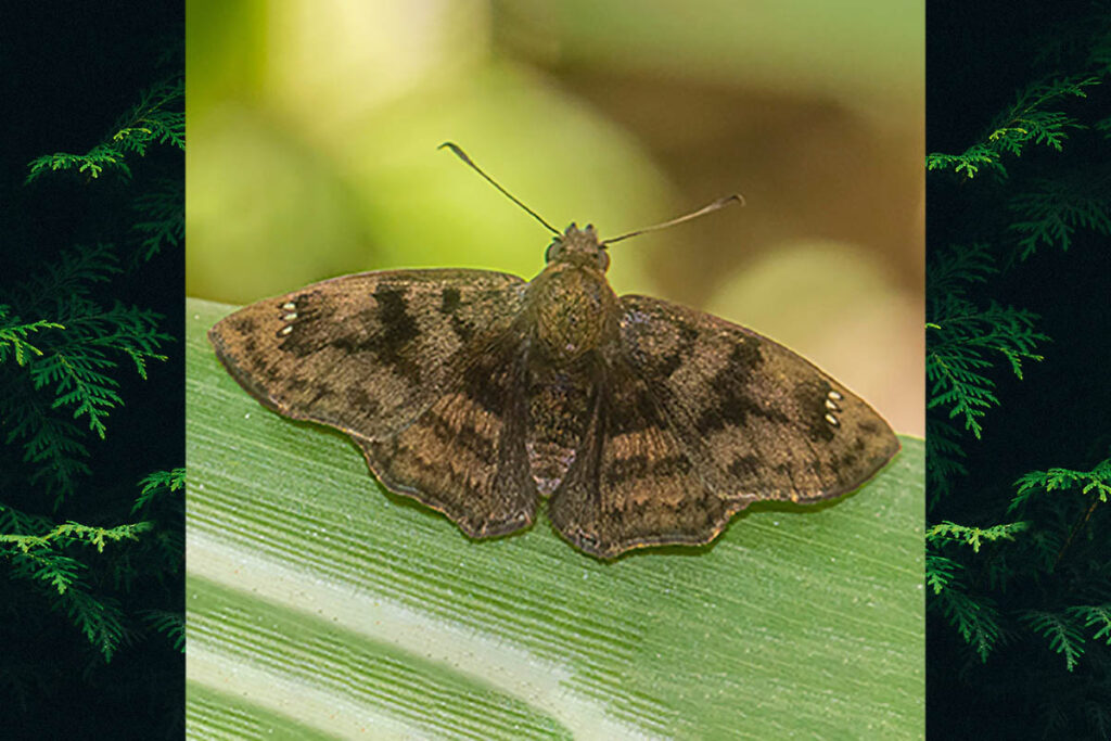 Nisoniades macarius