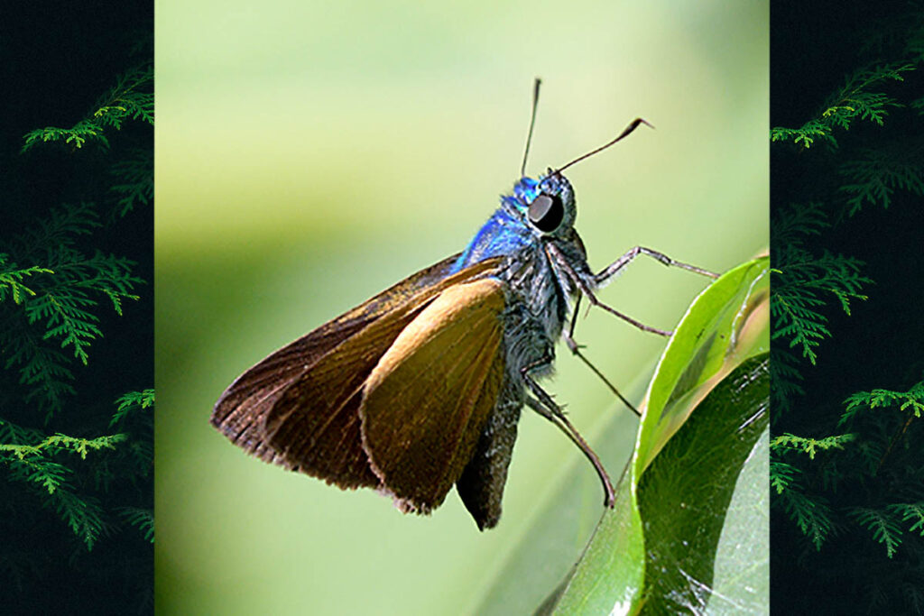 Onophas columbaria distigma