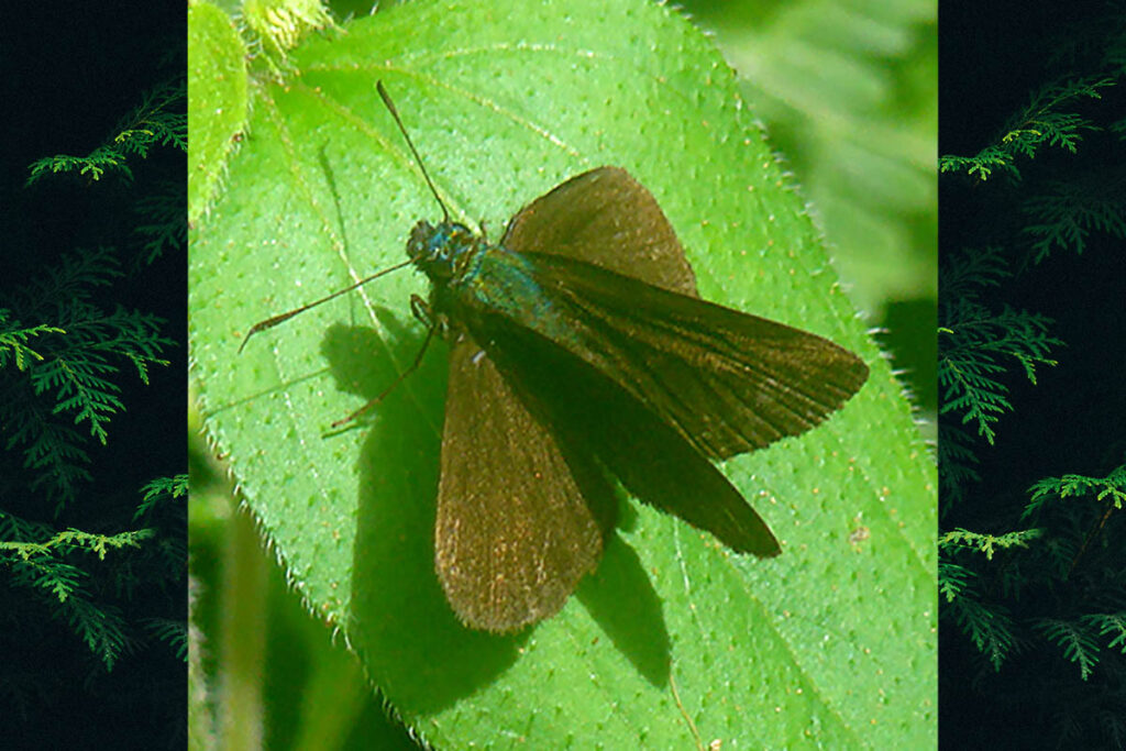 Onophas columbaria columbaria