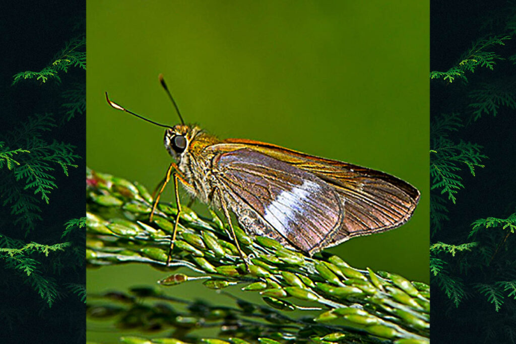 Panoquina evadnes