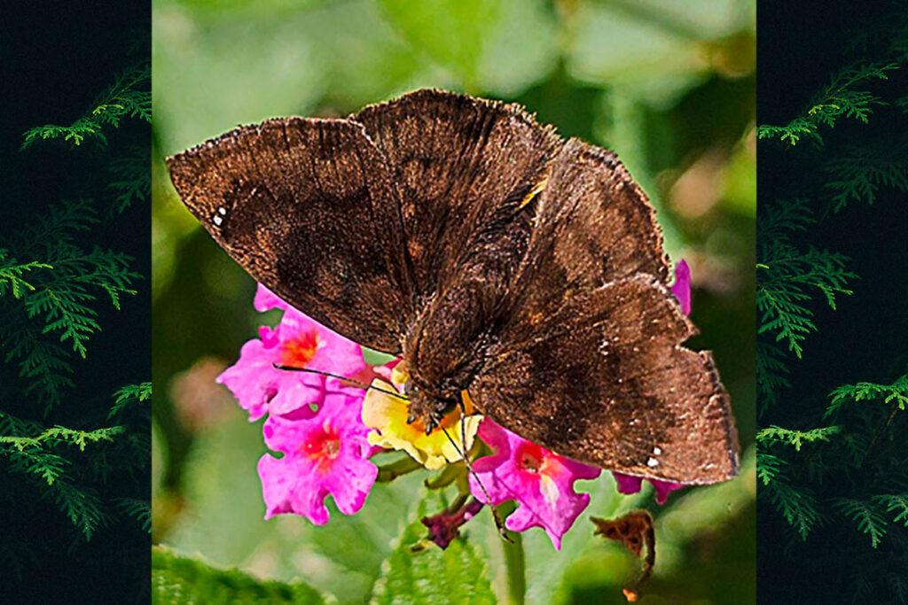 Pellicia vecina vecina