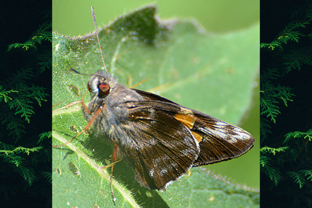 Perichares lotus