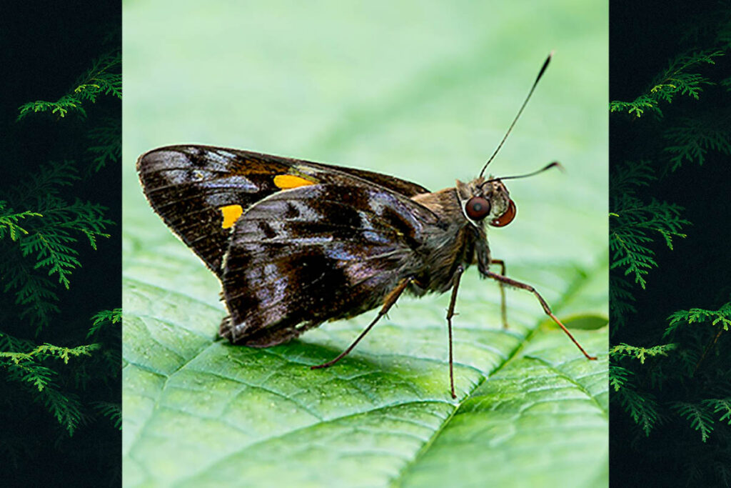 Perichares adela