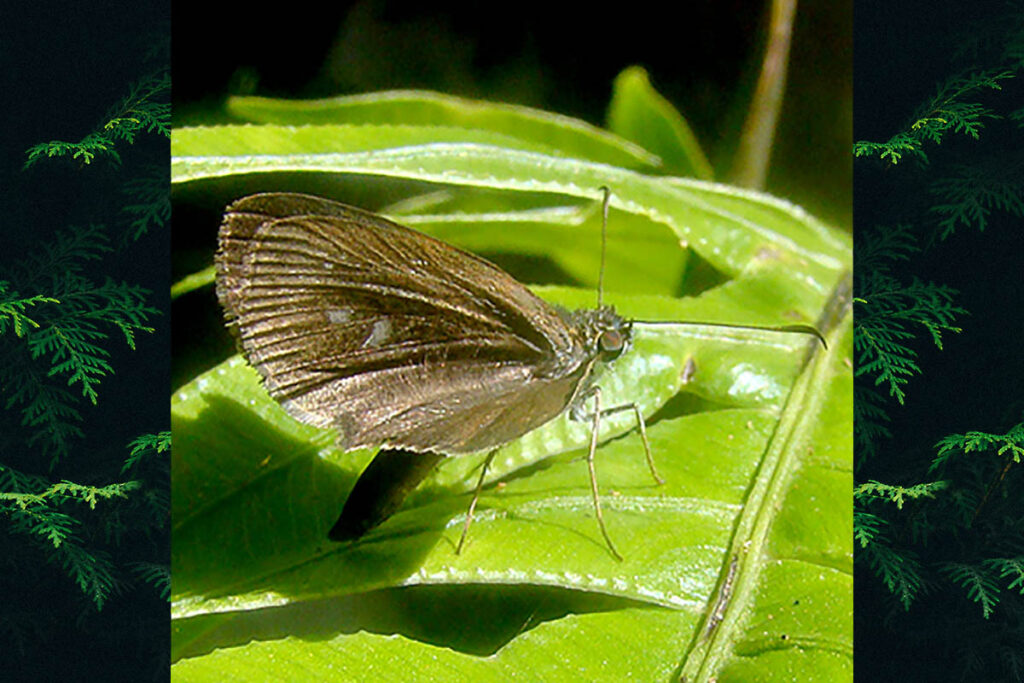 Phanes tavola
