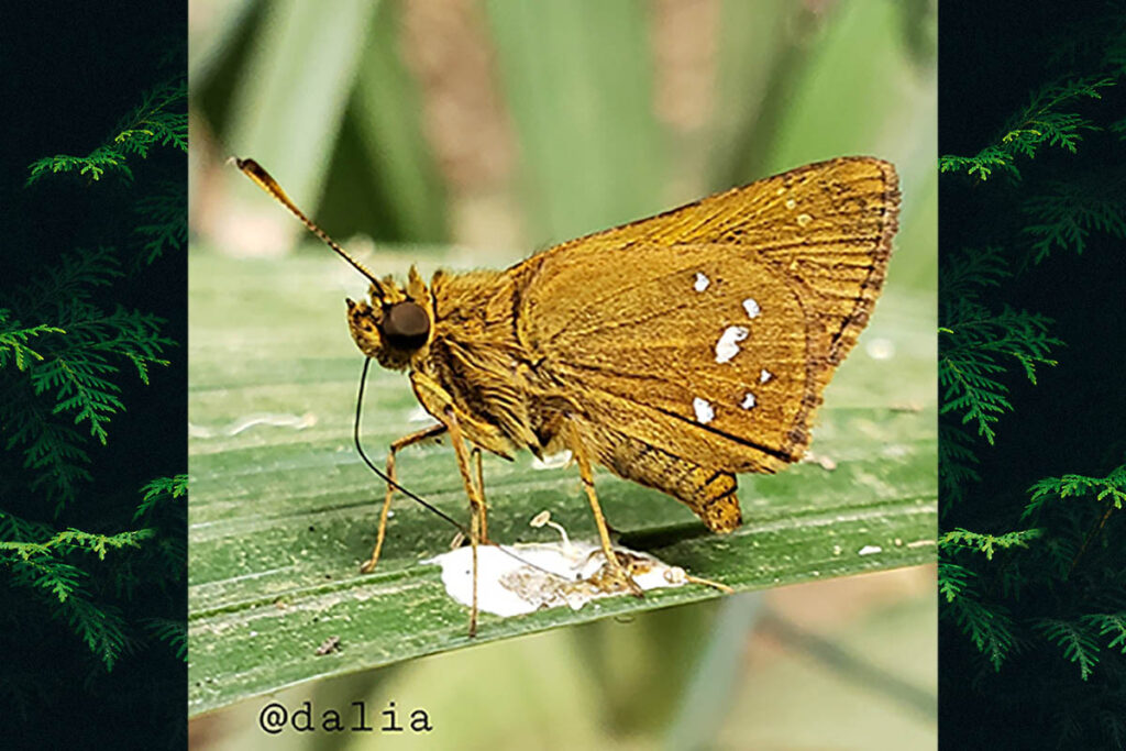 Pheraeus fastus