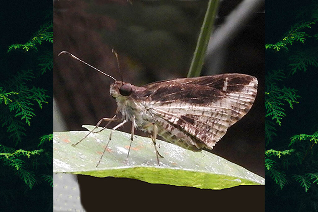 Psoralis arva