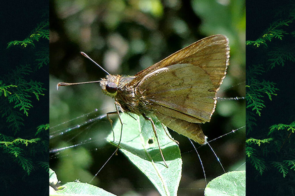 Psoralis stacara