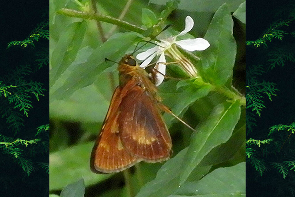 Cynea cannae
