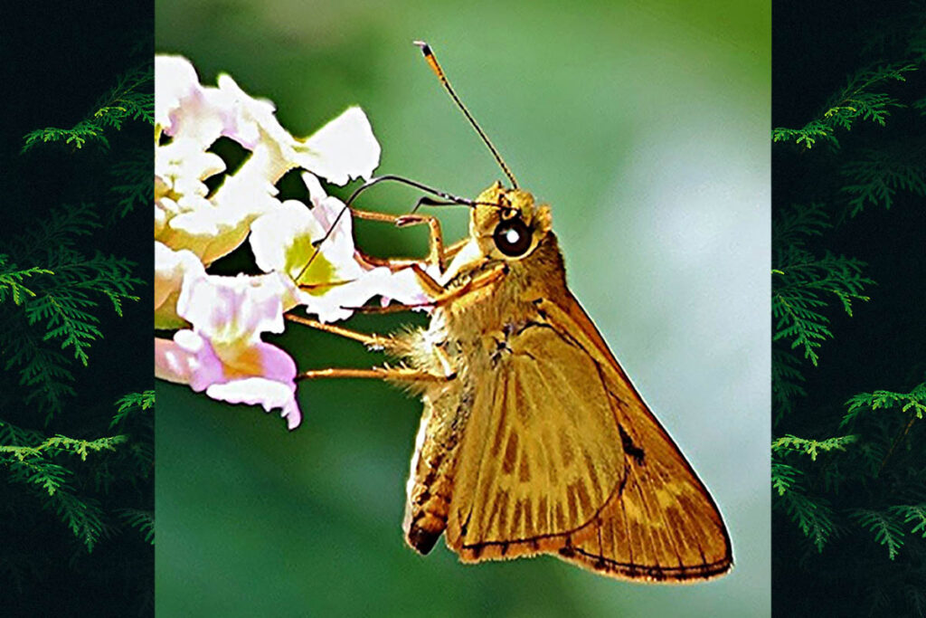 Saturnus metonidia