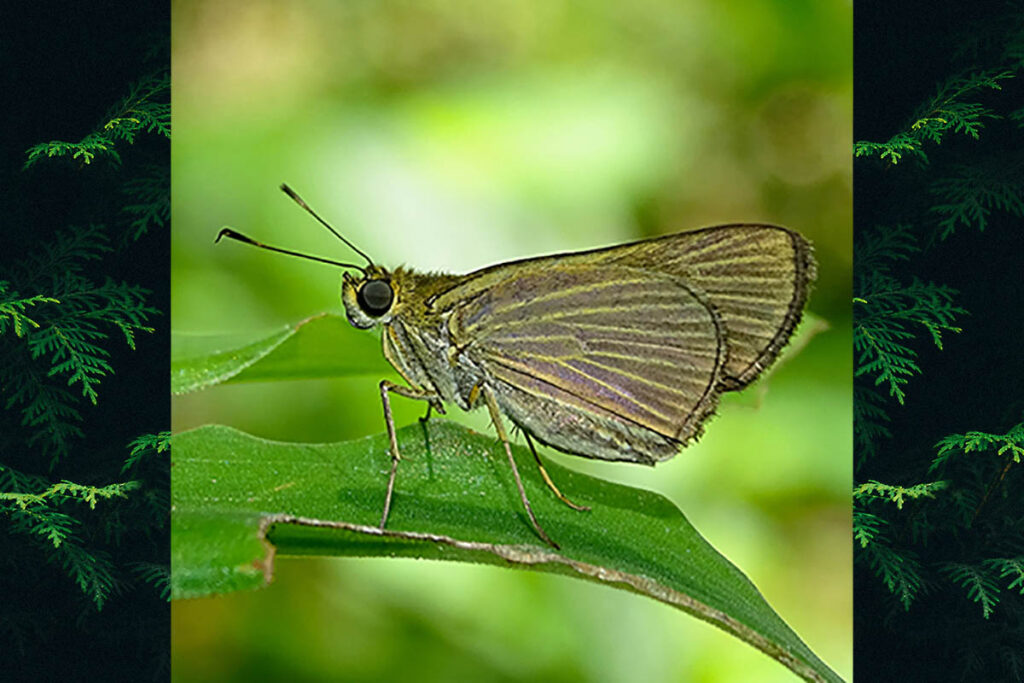 Saturnus saturnus saturnus