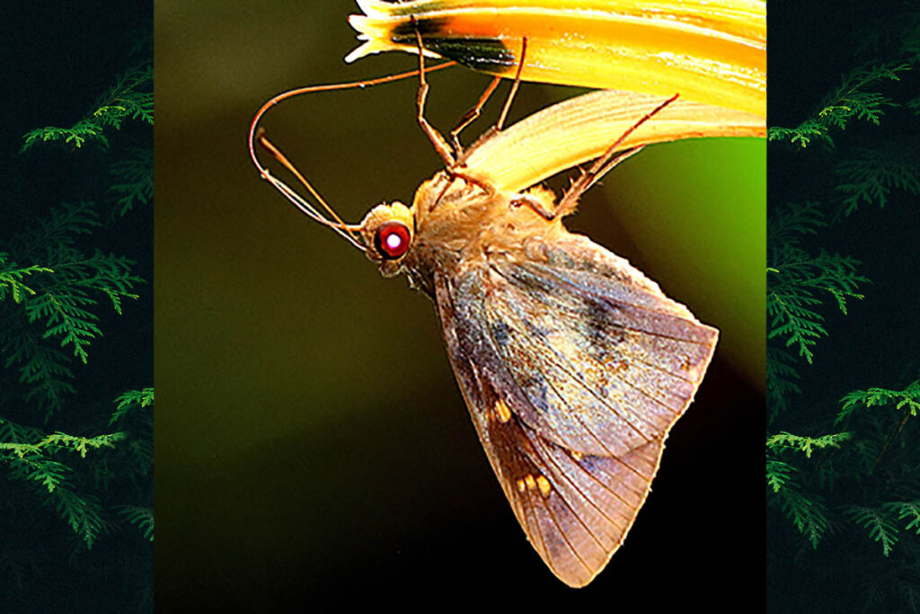 Talides alternata