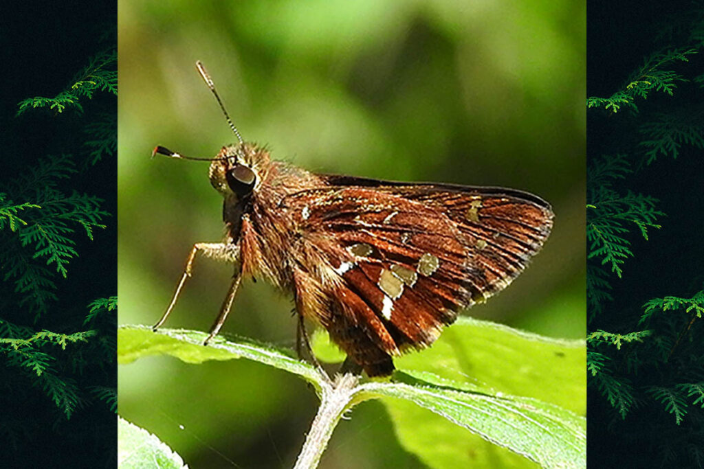 Thespieus abatira